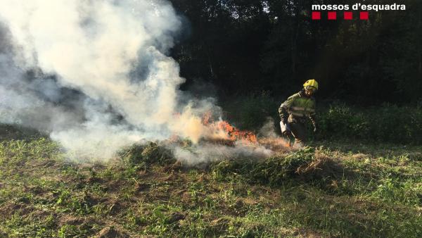 Un bombero de la Generalitat quema una plantación de marihuana en el Alt Empordà (Girona) en el marco de una operación de Mossos d'Esquadra. Un bombero de la Generalitat quema una plantación de marihuana en el Alt Empordà (Girona) en el marco de una operación de Mossos d'Esquadra.