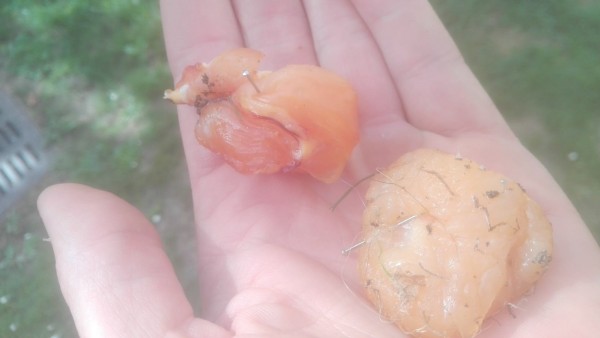 Trozos de comida con clavos Trozos de comida con clavos