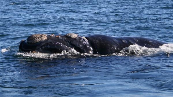 Ballena Ballena