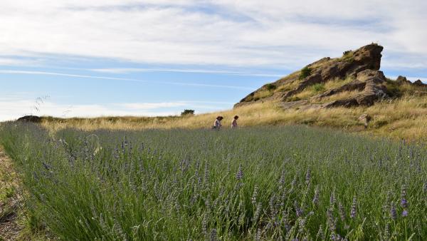 Uno de los campos de plantas aromáticas de Savia Íbera, negocio que han puesto en marcha dos jóvenes emprendedores en la zona del Somontano de Barbastro. Uno de los campos de plantas aromáticas de Savia Íbera, negocio que han puesto en marcha dos jóvenes emprendedores en la zona del Somontano de Barbastro.