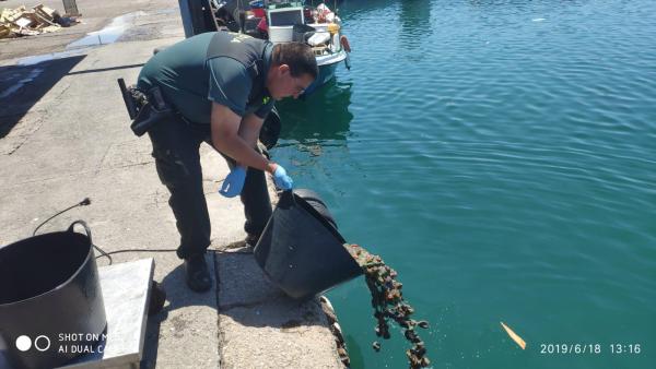 La Guardia Civil devuelve al mar a anémonas capturadas de forma ilegal La Guardia Civil devuelve al mar a anémonas capturadas de forma ilegal