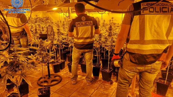 La Policía Nacional desmantela en Pepino una plantación de 1.720 plantas de marihuana La Policía Nacional desmantela en Pepino una plantación de 1.720 plantas de marihuana