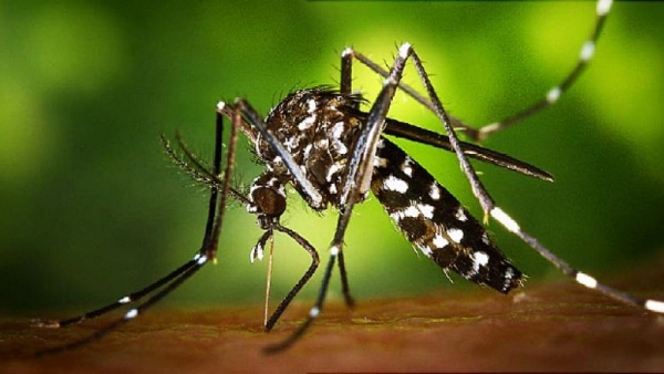 Mosquito tigre ejemplar ecologistas advierten daño Mosquito tigre ejemplar ecologistas advierten daño