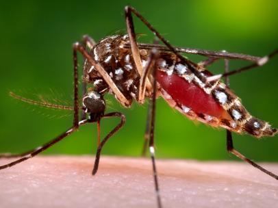 Mosquito del cchikungunya