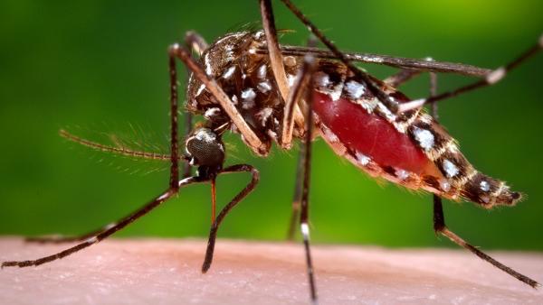 Resultado de imagen de mosquito chikungunya