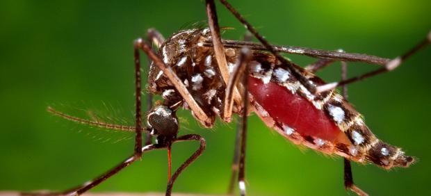 Mosquito del cchikungunya