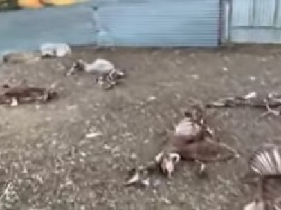 Los buitres matan a sus ovejas y sube un vídeo reivindicativo