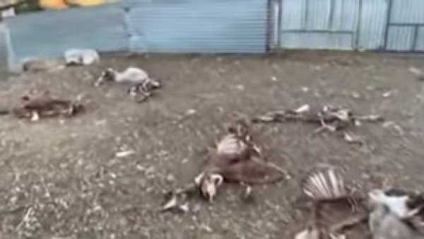 Los buitres matan a sus ovejas y sube un vídeo reivindicativo Los buitres matan a sus ovejas y sube un vídeo reivindicativo