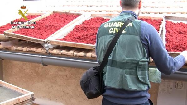 Desmantelan un laboratorio clandestino que adulteraba azafrán con fibras no alimentarias en Novelda (Alicante) Desmantelan un laboratorio clandestino que adulteraba azafrán con fibras no alimentarias en Novelda (Alicante)