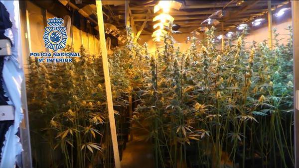 Plantación de marihuana incautada por la Policía Nacional en una operación en la provincia de Albacete Plantación de marihuana incautada por la Policía Nacional en una operación en la provincia de Albacete