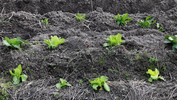 Agricultura, agricultor, agrícola, agrícolas, campo, campos, cultivos, cultivos, lechuga, lechugas, repollo, repollos, verdura, verduras, tierra, campo de cultivo Agricultura, agricultor, agrícola, agrícolas, campo, campos, cultivos, cultivos, lechuga, lechugas, repollo, repollos, verdura, verduras, tierra, campo de cultivo