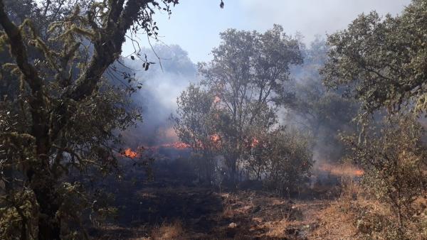 Incendio en Villaviciosa de Córdoba Incendio en Villaviciosa de Córdoba