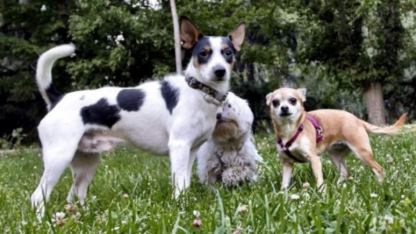 Tres perros en un parque Tres perros en un parque