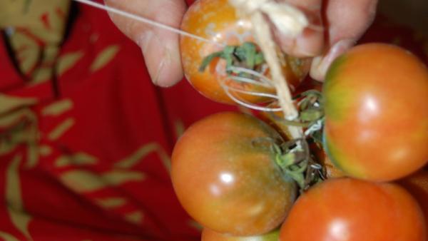 Tomates Tomates