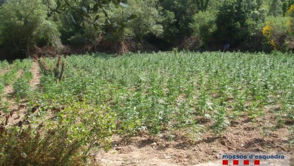 Plantación hallada por Mossos d'Esquadra en la comarca del Baix Empordà (Girona). Plantación hallada por Mossos d'Esquadra en la comarca del Baix Empordà (Girona).