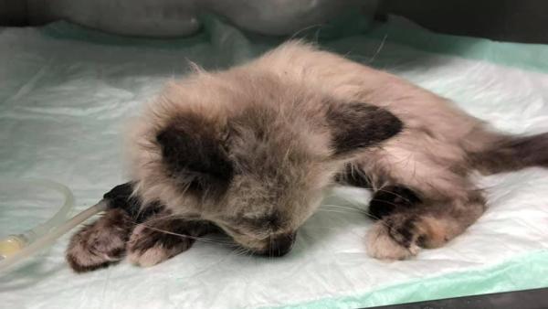 Muere Dulcinea la gata de dos mese a la que explotaron un petardo en la boca Muere Dulcinea la gata de dos mese a la que explotaron un petardo en la boca