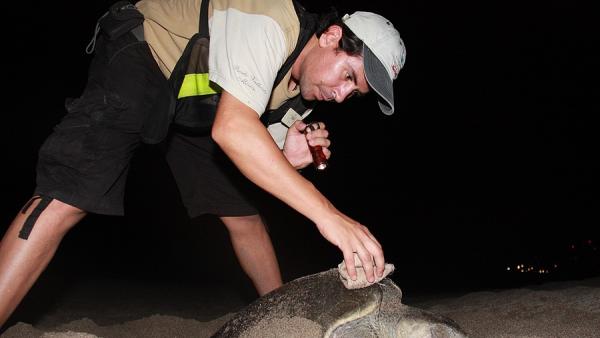 Óscar Aranda junto a una tortuga marina. Óscar Aranda junto a una tortuga marina.