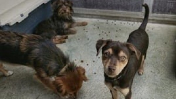 Rescatan a 18 perros en malas condiciones y abren procedimientos a sus propietarios Rescatan a 18 perros en malas condiciones y abren procedimientos a sus propietarios