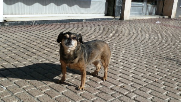 Perro, mascota, animal Perro, mascota, animal
