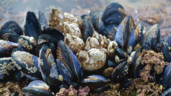 Mejillones Mejillones
