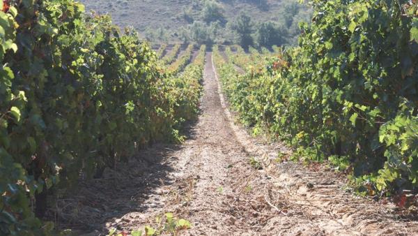 Un viñedo de Ribara del Duero Un viñedo de Ribara del Duero