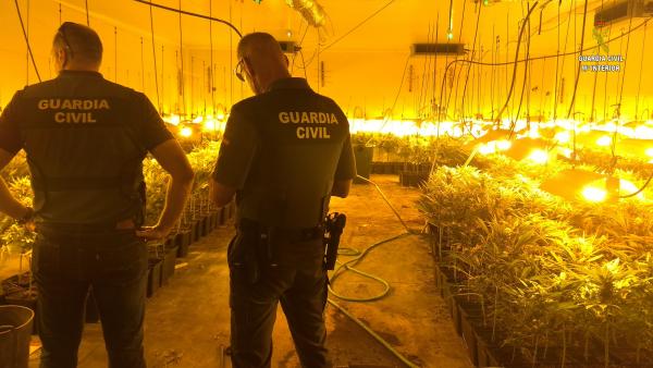 Agentes de la Guardia Civil, ante una plantación de marihuana. Agentes de la Guardia Civil, ante una plantación de marihuana.