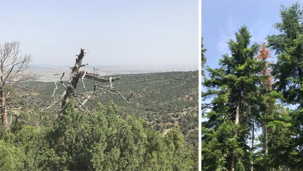 Investigadores liderados por la UPO descubren un nuevo método de alerta temprana del decaimiento forestal Investigadores liderados por la UPO descubren un nuevo método de alerta temprana del decaimiento forestal