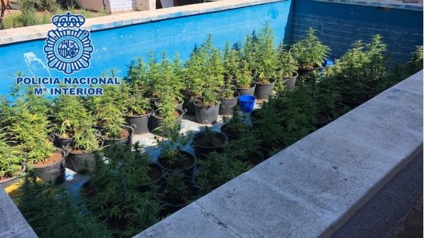 Plantas de marihuana en una piscina Plantas de marihuana en una piscina