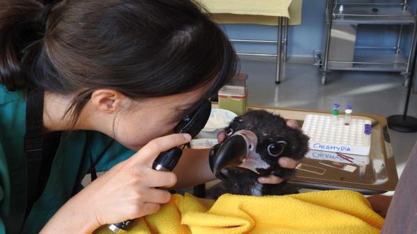 Una veterinaria con uno de los buitres del programa Una veterinaria con uno de los buitres del programa