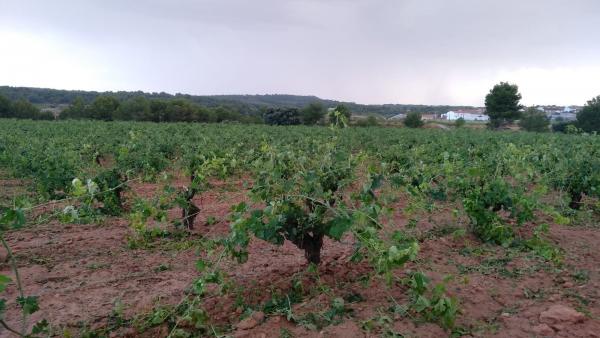 El granissol danya 10.000 hectàrees de cultiu a Utiel-Requena, segons La Unió El granissol danya 10.000 hectàrees de cultiu a Utiel-Requena, segons La Unió