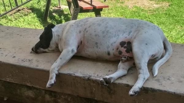 'Perro vaca', el animal que estafó a toda la ciudad de Rosario, Argentina 'Perro vaca', el animal que estafó a toda la ciudad de Rosario, Argentina