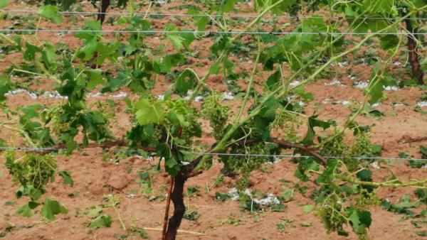 Cultivo en la comarca Utiel-Requena Cultivo en la comarca Utiel-Requena