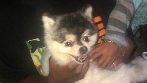El perro de Sturridge El perro de Sturridge