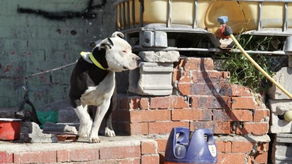 Un perro Un perro