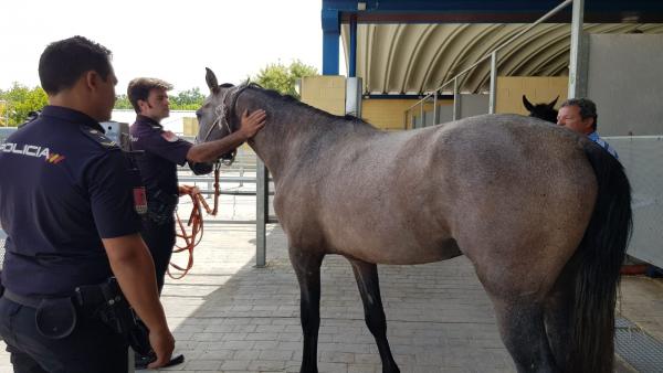 El Zoosanitario cede un potro a la Unidad de Caballería de la Policía Nacional El Zoosanitario cede un potro a la Unidad de Caballería de la Policía Nacional