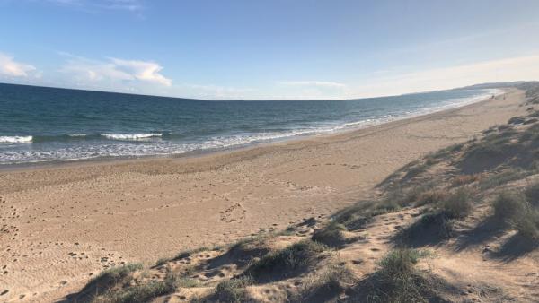 Cierran al baño tres playas en Alicante tras la mordedura de un pez a dos niños Cierran al baño tres playas en Alicante tras la mordedura de un pez a dos niños