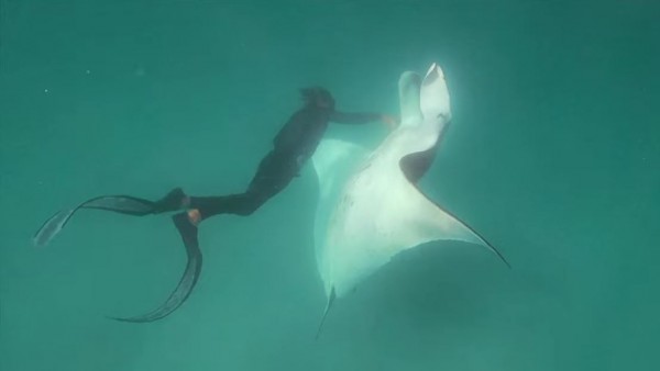 La mantarraya con uno de los buzos La mantarraya con uno de los buzos