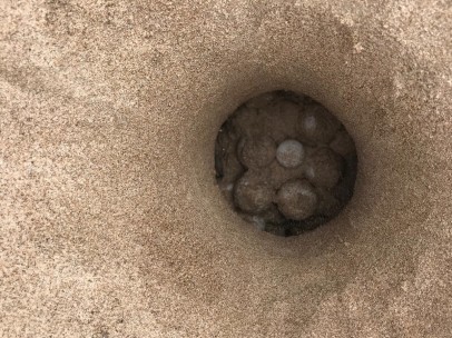 Nido de la tortuga marina