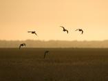Aves esteparias
