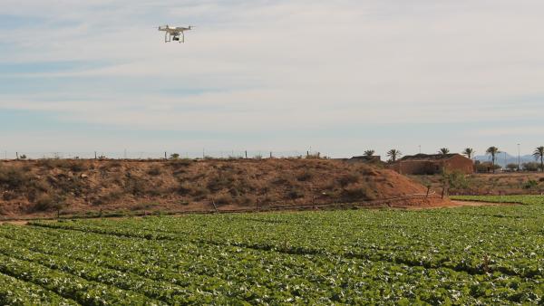 Sector hortofrutícola murciano, campo, drone Sector hortofrutícola murciano, campo, drone