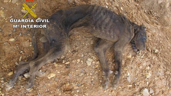 Perro muerto en El Casar. Perro muerto en El Casar.