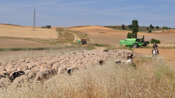 La dispersión de semillas por el ganado y los polinizadores mejora la diversidad genética de las plantas La dispersión de semillas por el ganado y los polinizadores mejora la diversidad genética de las plantas