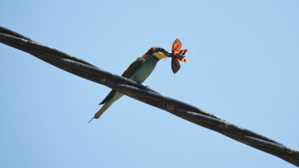 Un abejarruco con una Paysandisia archón en el pico. Un abejarruco con una Paysandisia archón en el pico.
