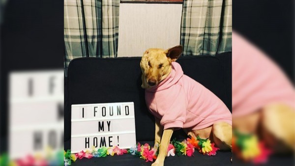 Maggie, la perrita ciega y embarazada que fue abandonada llena de heridas, ahora es 'instagramer' Maggie, la perrita ciega y embarazada que fue abandonada llena de heridas, ahora es 'instagramer'