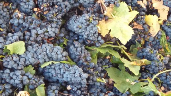 Racimos de uvas Racimos de uvas