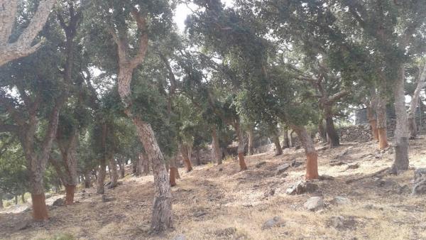 Descorche de árboles en el monte Majadal Alto Descorche de árboles en el monte Majadal Alto