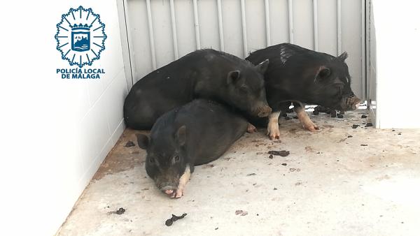 Tres cerdos vietnamitas capturados y recuperados por la Policía Local de Málaga Tres cerdos vietnamitas capturados y recuperados por la Policía Local de Málaga