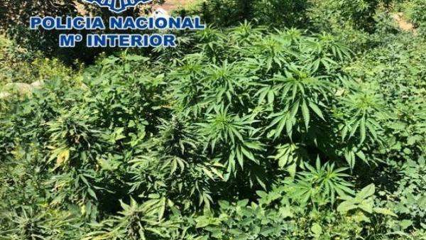 Plantación de marihuana intervenida en una finca de Padul Plantación de marihuana intervenida en una finca de Padul