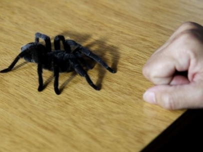 Tarántula