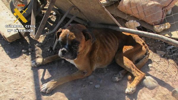 Uno de los perros intervenidos. Uno de los perros intervenidos.